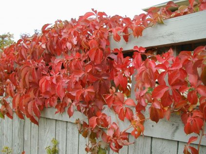 Parthenocissus quinquefolia Engelmannii - Psí víno