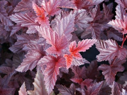 Physocarpus opulifolius Andre - Tavola, červený list
