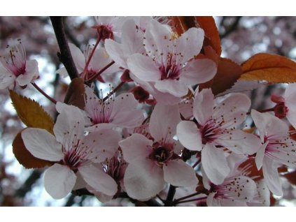 Prunus cerasifera Nigra - Třešeň červenolistá