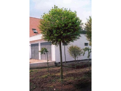 Prunus fruticosa Globosa - Třešeň - kulovitá