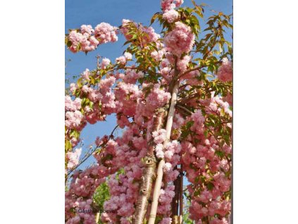 Prunus serrulata Kiku-Shidare Sakura - Sakura