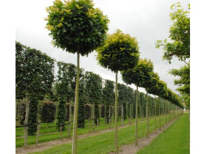 Quercus palustris Green Dwarf - Dub