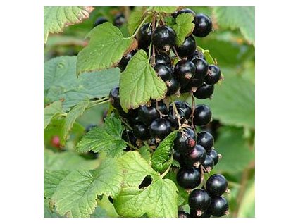 Ribes nigrum - Černý rybíz