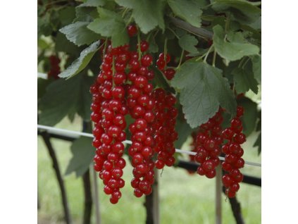 Ribes rubrum - Červený rybíz