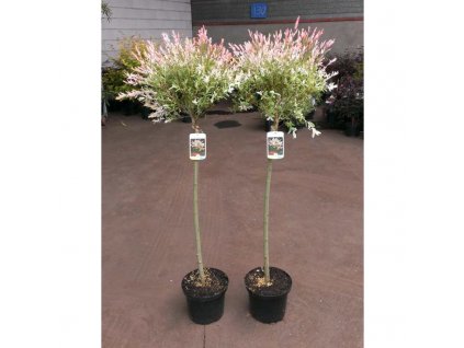 Salix integra Hakuro Nishiki - Vrba, žíhaný list, kmínek
