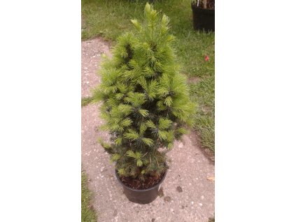 Picea glauca Conica - kónický smrk