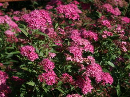 Spiraea japonica Anthony Waterer - Tavolník