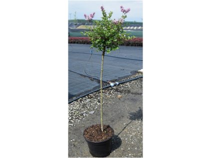 Syringa mayeri Palybin - Šeřík drobnolistý