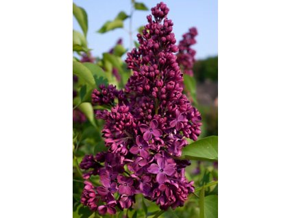 Syringa vulgaris Andenken an Ludwig Spath - Šeřík