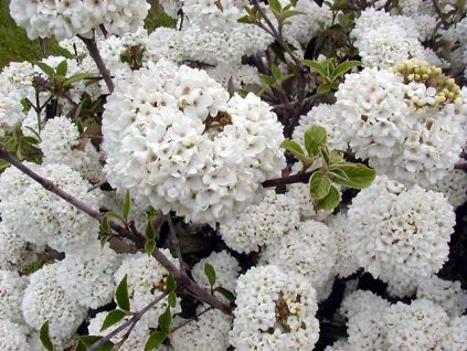 Viburnum Eskimo - Kalina stálezelená na kmínku