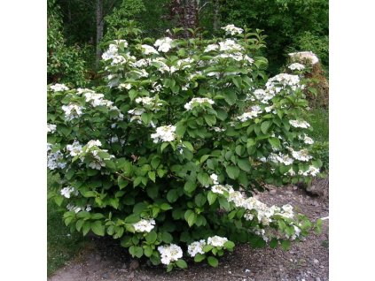 Viburnum plicatum Watanabe - Kalina