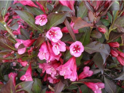 Weigela Nana Purpurea - Vajgélie, zakrslá, červený list