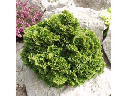 Chamaecyparis obtusa Nana Gracilis - Cypřišek zakrslý
