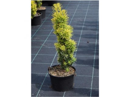 Taxus baccata David - tis