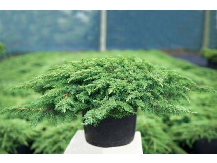 Juniperus communis Green Carpet - Jalovec půdopokryvný