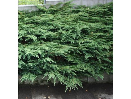 Juniperus communis Repandens - Jalovec