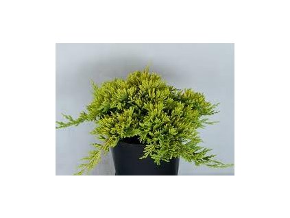Juniperus horizontalis Golden Carpet - Jalovec žlutý list, zakrský