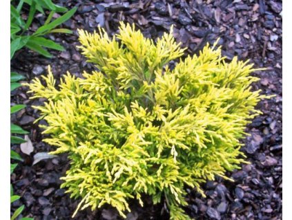 Juniperus horizontalis Lime Glow - Jalovec