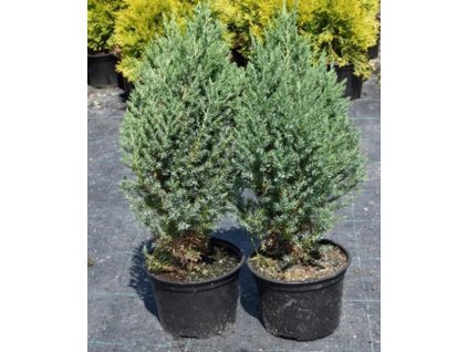 Juniperus chinensis Stricta - Jalovec vzpřímený