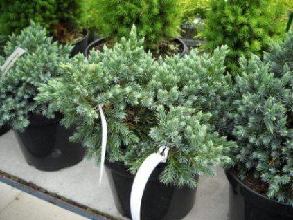 Juniperus squamata Blue Star - Jalovec, modrý list