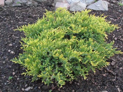 Juniperus squamata Holger - Jalovec