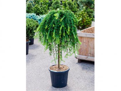 Larix kaempferi Stiff Weeping - Modřín převislý