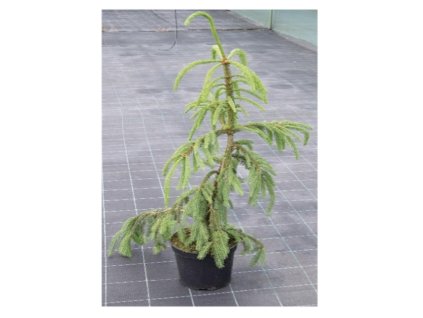 Picea abies Inversa - Smrk