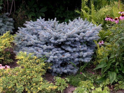 Picea pungens Glauca Globosa - Smrk, stříbrný, kulovitý