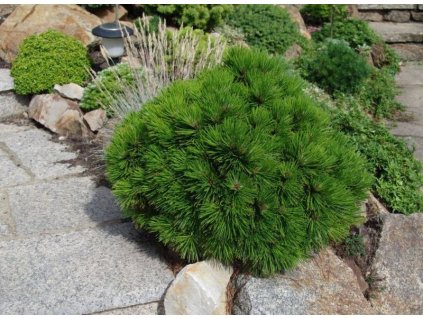 Pinus leucodermis Schmidtii - Borovice
