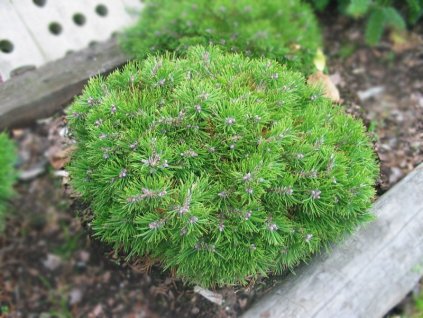 Pinus mugo Grune Welle - Borovice zakrslá