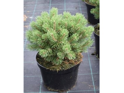 Pinus mugo Mops - Borovice zakrslá