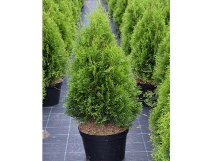 Thuja occidentalis Smaragd - Zerav pro živé ploty vyšší