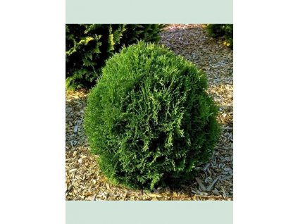 Thuja occidentalis Tiny Tim - Zerav, zakrslý