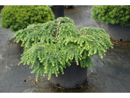 Tsuga canadensis Jeddeloh - Jedlovec, zakrslý