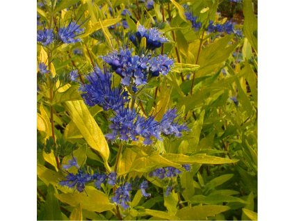 Caryopteris clandonensis - ořechoplodec