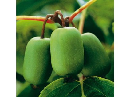 Actinidia arguta ´Issai´ - Kiwi