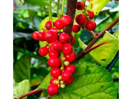 Schisandra chinensis - Klanopraška