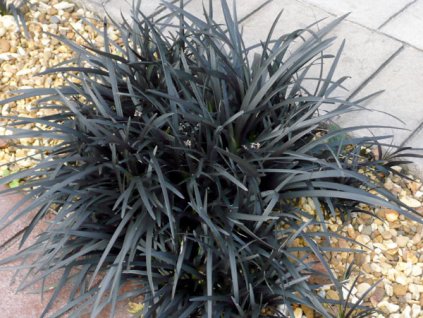 Ophiopogon - Černá tráva