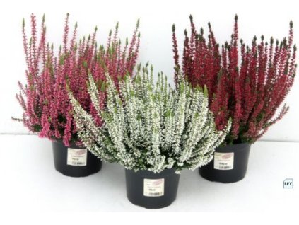 Calluna vulgaris - vřes