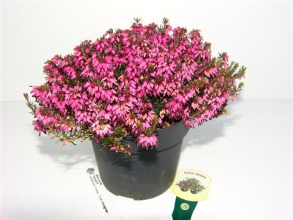 Erica carnea - vřesovec