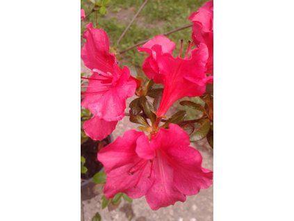 Azalea - Azalka - v mnoha barevných odrůdách