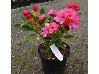 Rhododendron - v mnoha barevných odrůdách