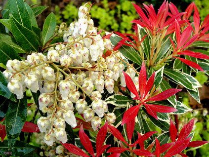 Pieris - v mnoha barevných odrůdách