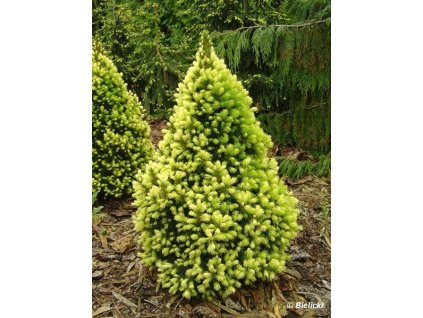 Picea glauca Daisy  White - Kónický smrk