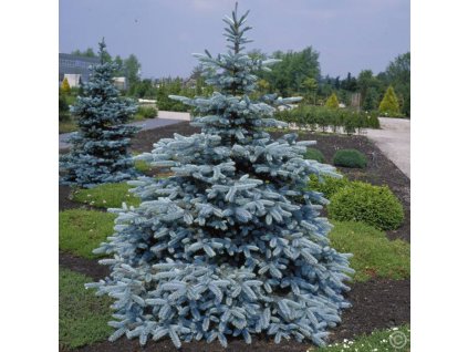 Picea pungens Hoopsii - Stříbrný smrk