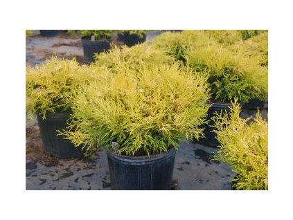 Chamaecyparis pisifera Golden Mop - Cypřišek žlutolistý, zakrslý
