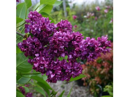 Syringa vulgaris Charles Joly - Šeřík - fialový květ
