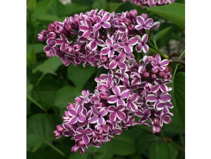Syringa vulgaris Sensation - Šeřík - dvoubarevný květ