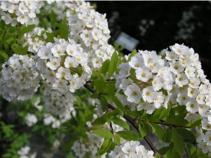 Spiraea arguta - Tavolník