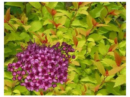 Spiraea japonica Firelight - Tavolník, žlutý list